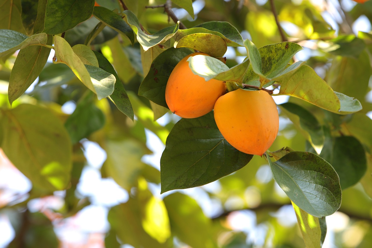 pennsylvania-horticultural-society-shares-top-10-gardening-trends-for
